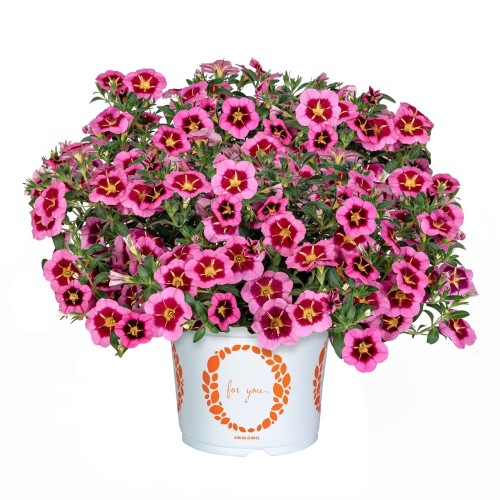 Calibrachoa 'Tik Tok® Rose' - Puispetuunia 'Tik Tok® Rose'